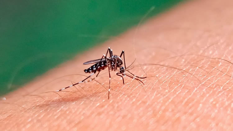 Estaciones de Servicio debaten si el dengue es una “enfermedad profesional”